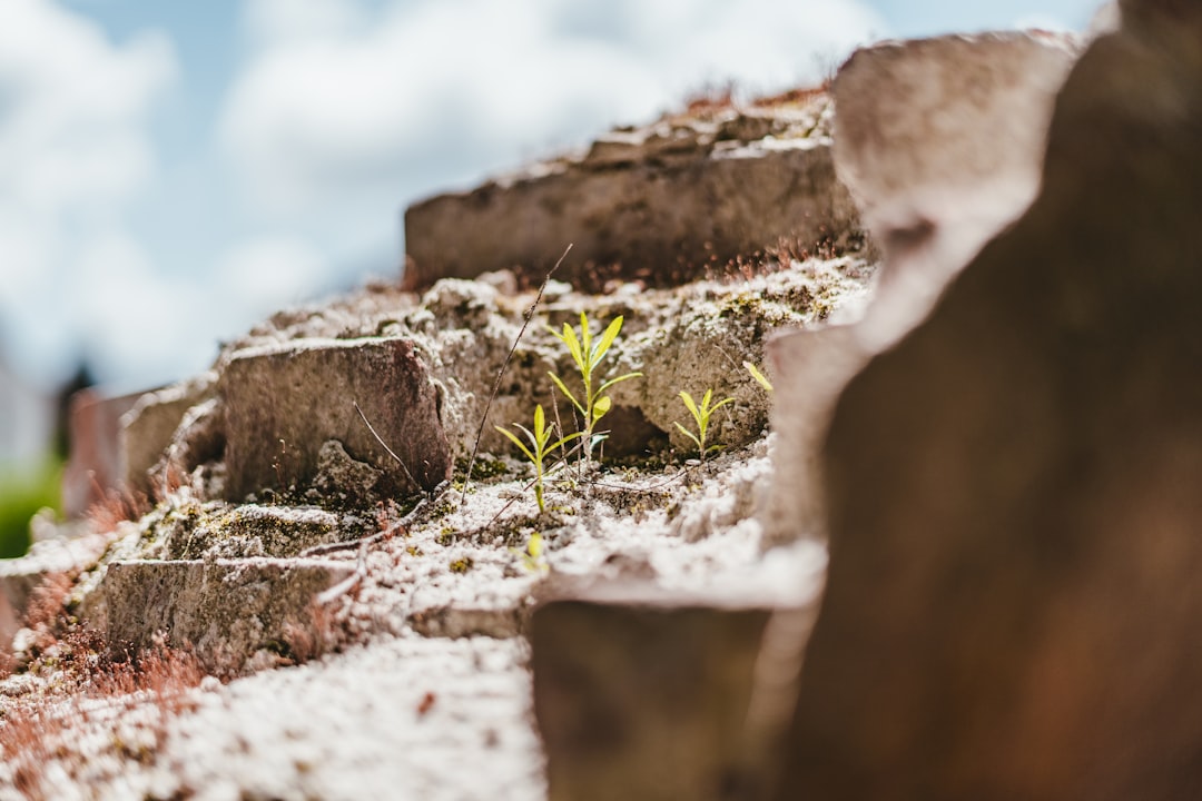 A small plant growing through stones — the power of tiny beginnings.
