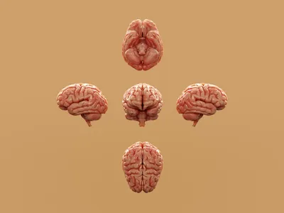 Brain perspectives showing growth mindset - Photo by Aakash Dhage on Unsplash