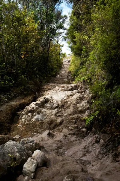 Rocky mountain path through forest - Photo by Gaurav Kumar on Unsplash