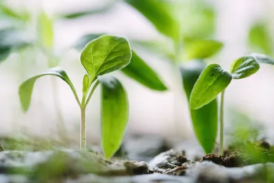 Small green plants growing in soil - Photo by Francesco Gallarotti on Unsplash