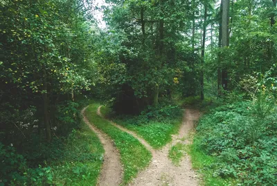 Fork in a forest path — Photo by Jens Lelie on Unsplash
