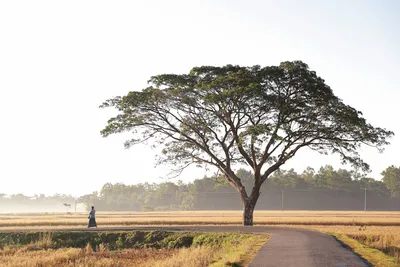 Photo by Zayed Ahmed Zadu on Unsplash The road ahead — one step at a time.