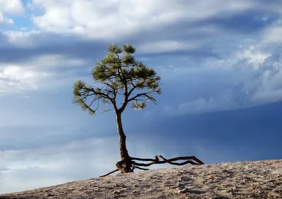 Photo by Ilse Orsel on Unsplash A lonely tree standing resilient on a bare hill, symbolizing deep roots that weather any storm